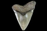 Large, Fossil Megalodon Tooth - Serrated Blade #108878-1